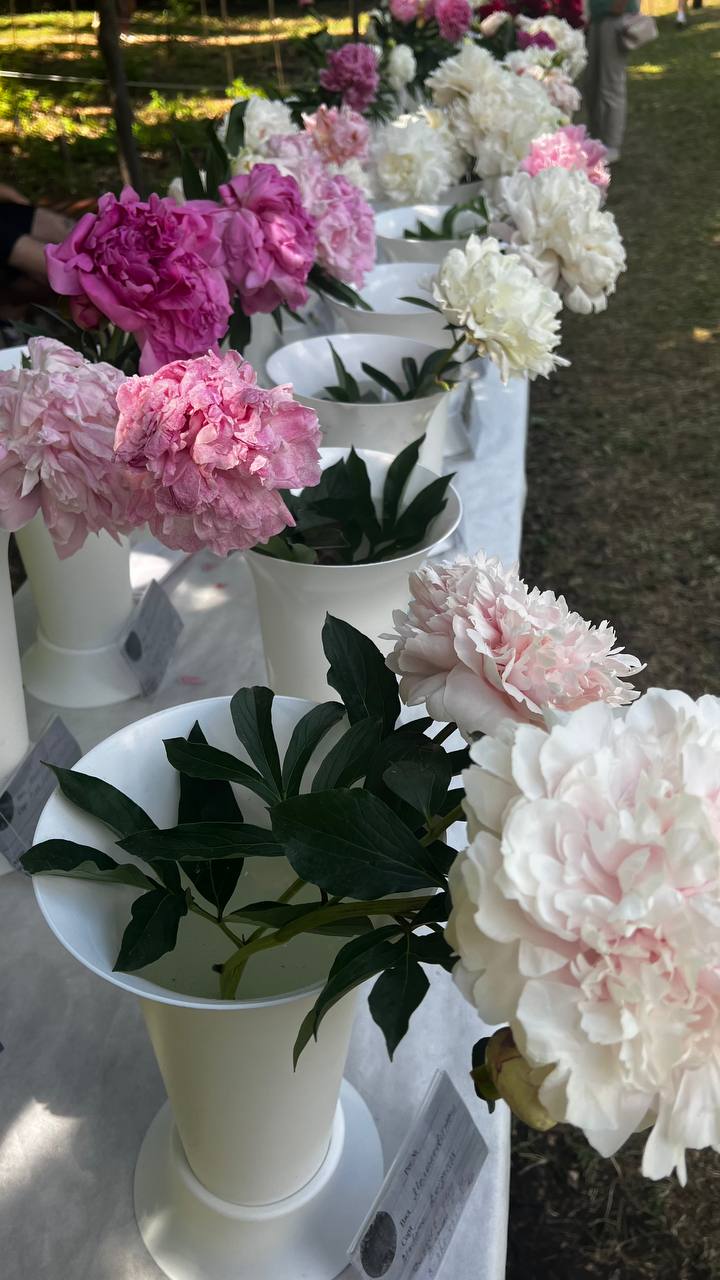 Фестиваль пионов в Ботаническом саду🌸🩷